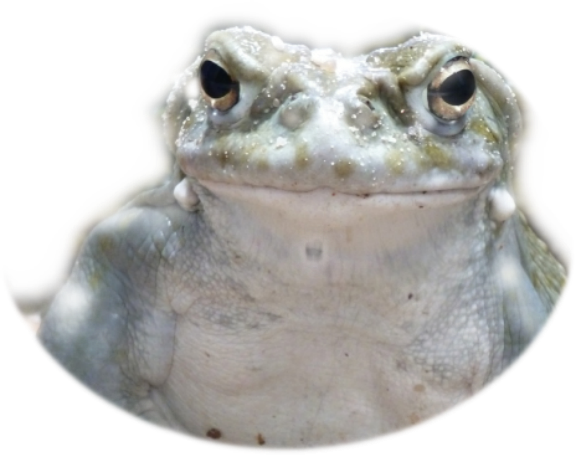 er Bufo Arvarius